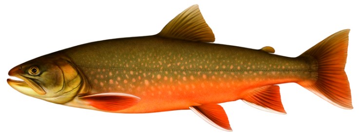 arctic char