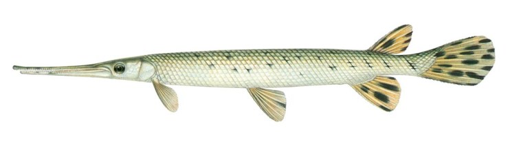longnose-gar